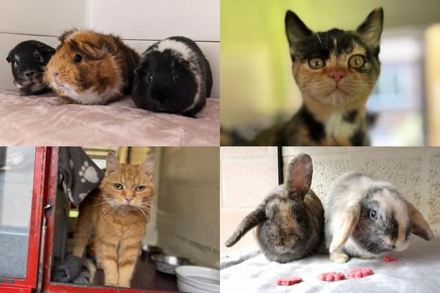 We take a look at 36 small animals available for adoption and looking for their forever home at the RSPCA York, Harrogate and District branch