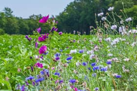 Biodiversity solutions