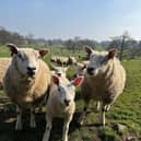 Sheep and lambs
