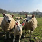 Sheep and lambs