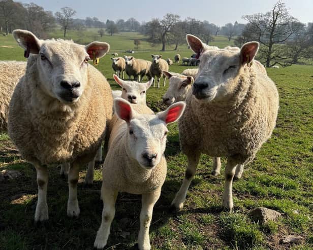 Sheep and lambs