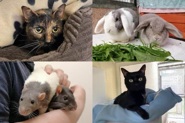 We take a look at 30 small animals that are currently looking for their forever home at the RSPCA York, Harrogate and District branch