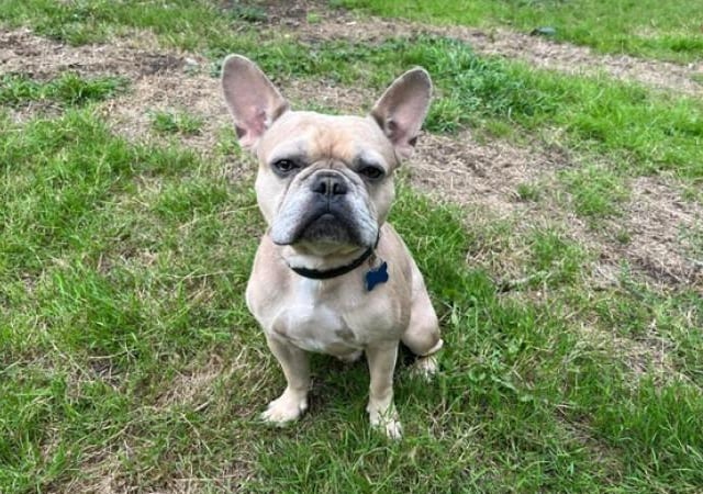 Milo is a three-year-old French Bulldog who is a very sweet little lad whose previous owner sadly became unwell and had to make the difficult decision to let him find a new family who will love him and give him a second chance of happiness. Milo is a friendly lad but unfortunately has not experienced much of the outside world recently so can be quite unsure and become a little overwhelmed. Staff at the centre have been working on slowly building his confidence at his own pace and Milo has come on in leaps and bounds. Milo loves being with his people and loves to sit on the sofa with you and snuggle in for cuddles. Milo really is a smashing little dog who will make a wonderful friend for someone.