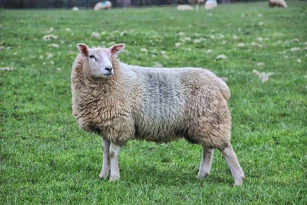 Police are appealing for information after 29 sheep were stolen from a field in a Harrogate district village