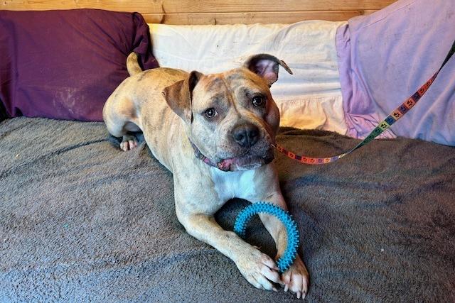 Luna is a two-year-old Crossbreed who is a very sweet natured girl that came to the centre via an inspector after her needs were not getting met. Luna sadly has not had the best start to life but despite this, she is a very friendly and sociable girl who deserves to find her forever family. Luna is a happy dog who always has a smile on her face, she is playful and active and always up for an adventure. She has missed out on so much and is now looking forward to a bright happy future.