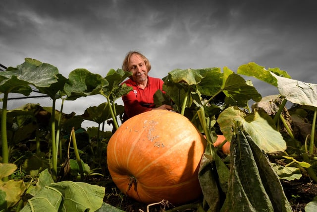 Gardener Mark Pethullis is pictured harvesting pumpkins at the Autumn Harvest at Beningbrough Hall, near York.