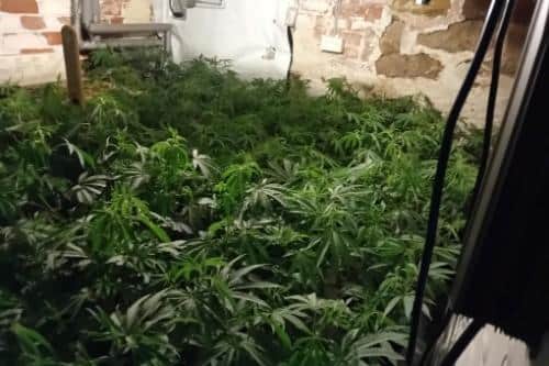 A 25-year-old man has been arrested after a cannabis farm was uncovered by officers at a property in Harrogate