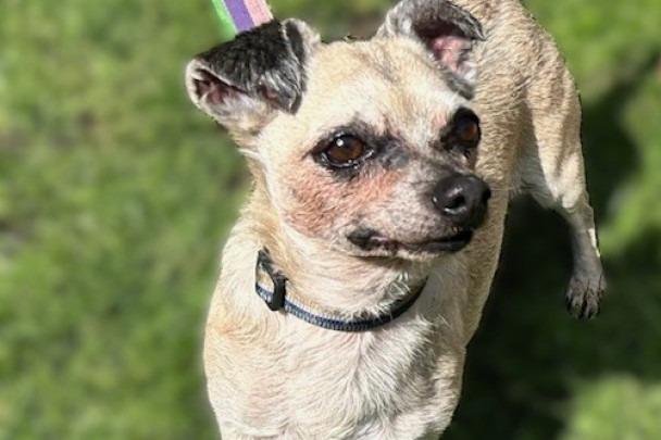 Rex is a nine-year-old Chihuahua Cross who is a lovely little lad that came to the centre after his devoted owner sadly passed away. Rex is a friendly little soul who loves spending time with his people. He walks very well on his lead and is sociable with other dogs while out and about. Rex loves to play with his toys with you and will bring them to you for a bit of chase and a tug-o-war game. Rex would love a home where he can share the sofa with his new family while getting lots of cuddles and attention. He really will make someone a lovely addition to the family and bring them so much happiness.