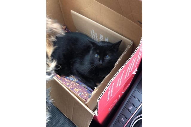 A cat from Sharow is still missing. The cat's name is Mr Pants, He has blue cloudy eyes, and is a slightly deaf. If you have any information call 07485 464 584.