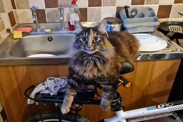 Misty is ready for a cycle ride.