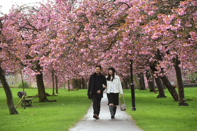 Two visitors to the Stray taking a walk amongst the cherry blossom trees in the spring sunshine