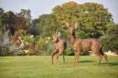 Among the artists taking part in Newby25 at the lovely stately home in North Yorkshire will be renowned wildlife sculptor Hamish Mackie who is making his debut on site. (Picture contributed)