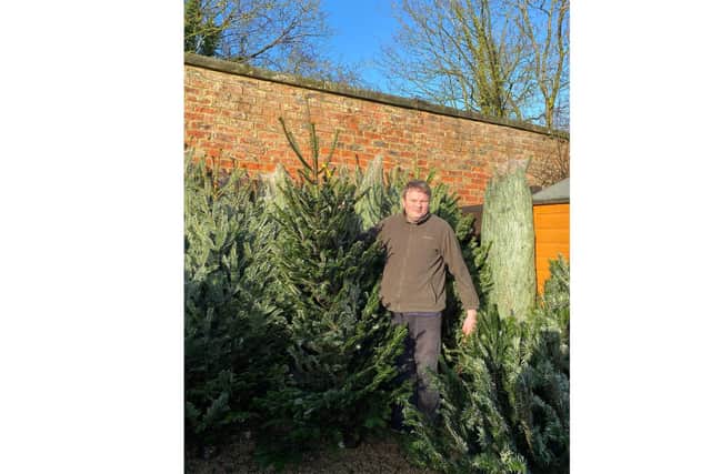 Pictured: A memberof Ripon Walled Gardens helping to deliver and look after the Christmas trees last year.