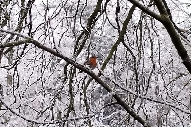 A robin spotted enjoying the snow