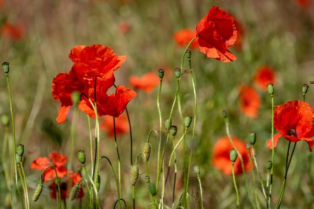 However, the poppy is revered globally and valued by a variety of cultures and religions for all manner of reasons.