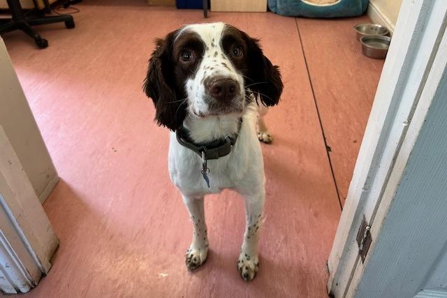Phil is a three-year-old Springer Spaniel who came to the centre via an inspector after being found living in the most appalling conditions. Phil has grown up in a multi-dog household and sadly had no experience of the outside world. Phil is coming on great but things must be taken slowly as to not overwhelm him as everything is a little bit scary at the moment. He will need understanding adopters who will give him the time, patience and love he needs to adjust to living in a family home.