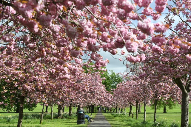 The cherry blossom trees in full bloom looking pretty on the Stray in Harrogate