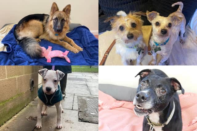 We take a look at 20 dogs that are currently looking for their forever home at the RSPCA York, Harrogate and District branch