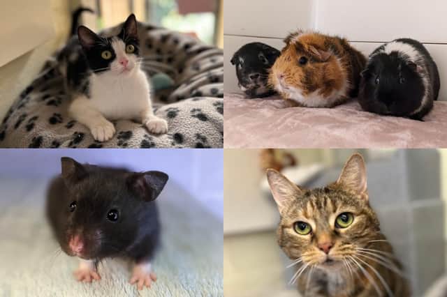 We take a look at 55 small animals available for adoption and looking for their forever home at the RSPCA York, Harrogate and District branch