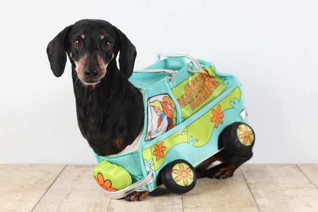 Pictured: A Dachshund dressed as the Mystery Machine featured in the children's iconic Scooby Doo TV show.