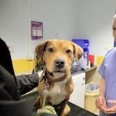 The RSPCA has revealed that it has found loving new homes for more than 11,000 animals in a decade across North Yorkshire, with the remarkable rehoming feat revealed to mark its 200th birthday in 2024