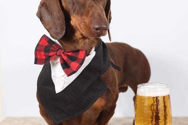 Pictured: A Dachshund dressed in a gentleman's outfit with a dickie bow tie poses next to his pint of beer.