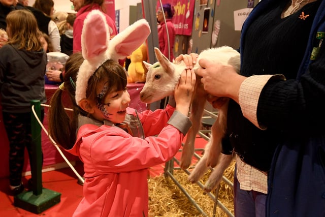 Shelby Molineaux aged 5 from York meets Icicle the baby goat.