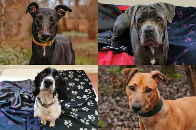 We take a look at 14 dogs available for adoption and looking for their forever home at the RSPCA York, Harrogate and District branch