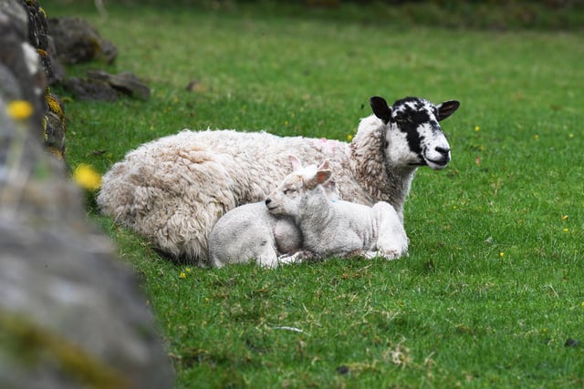Two lambs snuggled up to their mother in the spring sunshine in a field just outside the village of Summerbridge in Harrogate
