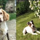 Owners offer a £1000 reward for anyone who can help find missing dogs Elvis and Bobo, in the Ripon area.