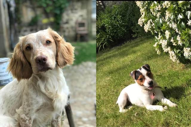 Owners offer a £1000 reward for anyone who can help find missing dogs Elvis and Bobo, in the Ripon area.