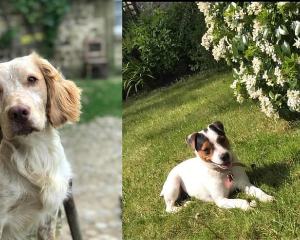 Owners offer a £1000 reward for anyone who can help find missing dogs Elvis and Bobo, in the Ripon area.