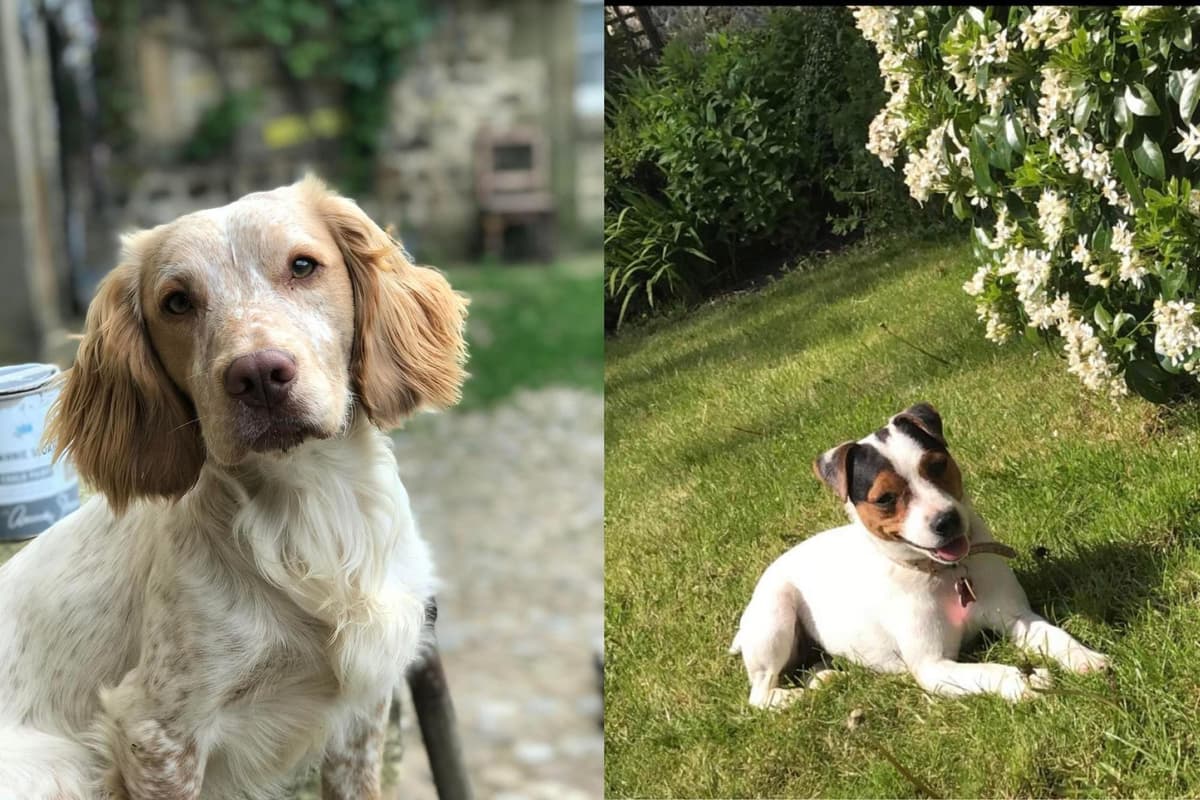 '£1000 reward for anyone who can get my besties back' - Help Ripon woman find dogs Elvis and Bobo 