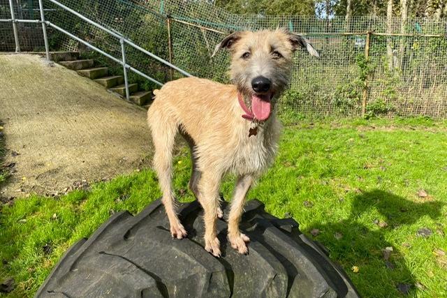 Mary is a eighteen-month-old Lurcher who came to the centre via the local stray dog service. Mary is a very friendly girl with lots of character, energy and love to offer. She is an enthusiastic learner and has so much potential to become the most fantastic addition to the family so long as her new adopters are happy to help her along the way. Mary is a happy go lucky kind of girl who really has not had the best life up to now and is now looking to a brighter future with a family of her very own who will love her unconditionally.