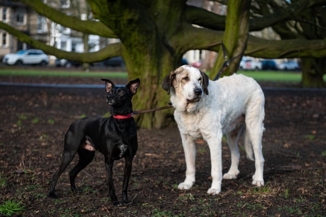 Nellie and Penny on the Stray - submitted by Simon Johnston