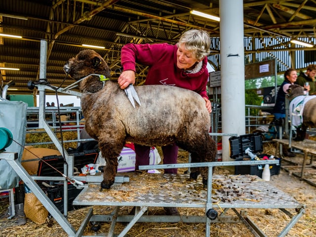 Michele Varmen, of Macclesfield, Cheshire, clipping her Coloured Ryeland Ewe Lamb