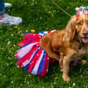 Easingwold Coronation Celebration Day was held in the Market Place. This is Olive; a Working Cocker Spaniel, one of the competitors in the Easingwold Coronation Dog Show.