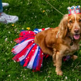Easingwold Coronation Celebration Day was held in the Market Place. This is Olive; a Working Cocker Spaniel, one of the competitors in the Easingwold Coronation Dog Show.
