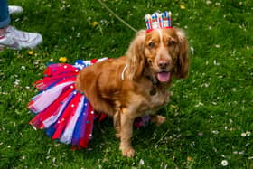 Easingwold Coronation Celebration Day was held in the Market Place. This is Olive; a Working Cocker Spaniel, one of the competitors in the Easingwold Coronation Dog Show.