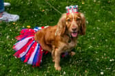 Easingwold Coronation Celebration Day was held in the Market Place. This is Olive; a Working Cocker Spaniel, one of the competitors in the Easingwold Coronation Dog Show.