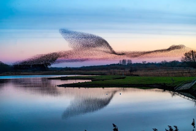 The starling murmurations are located in various spots just outside Ripon. Murmurations begin around 4pm every night and are on a natural floodplain between the River Ure and Ripon Canal.