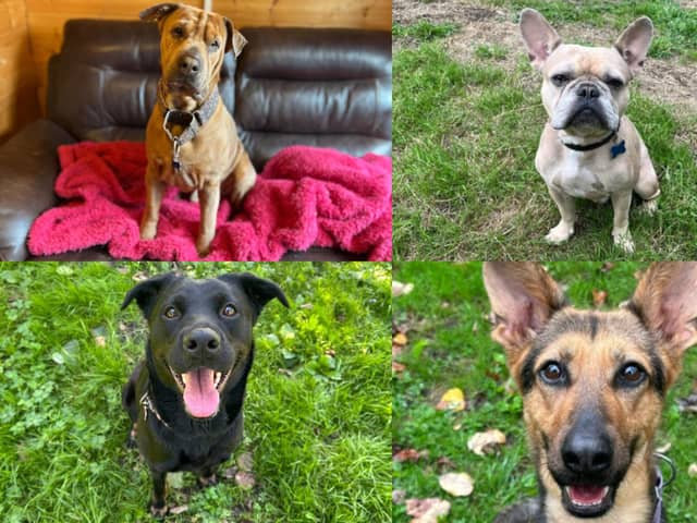We take a look at ten adorable dogs that are available for adoption at the RSPCA York, Harrogate and District branch