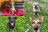 We take a look at ten adorable dogs that are available for adoption at the RSPCA York, Harrogate and District branch