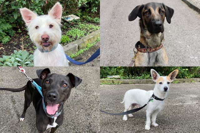 We take a look at 20 dogs available for adoption and looking for their forever home at the RSPCA York, Harrogate and District branch