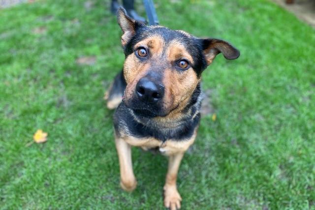 Luna is a four-year-old Rotty cross who is a very friendly girl and will always lean in for a fuss and a cuddle. Luna loves spending time with her people and learning new things. She is an active dog who likes to be kept busy and is looking for her forever home where she can flourish and be an amazing pet for someone.