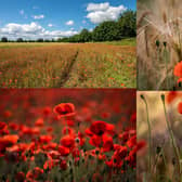 The 'frontline' wild flower known for its association to the battlefield is in full season as it blooms across North Yorkshire's landscapes and reaffirms the power of the poppy as a symbol for regeneration.