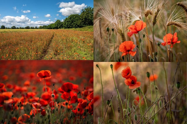 The 'frontline' wild flower known for its association to the battlefield is in full season as it blooms across North Yorkshire's landscapes and reaffirms the power of the poppy as a symbol for regeneration.
