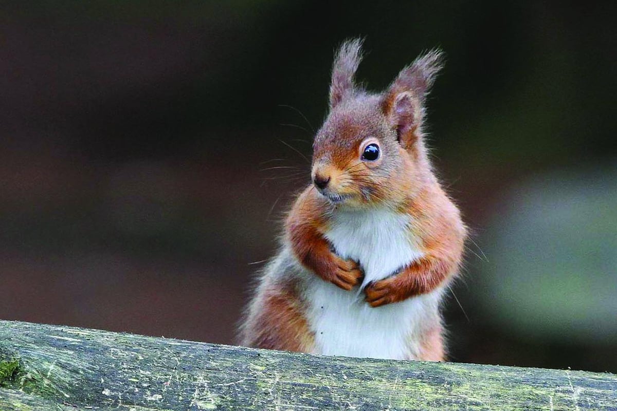 First-ever report reveals Yorkshire’s pivotal role for UK wildlife