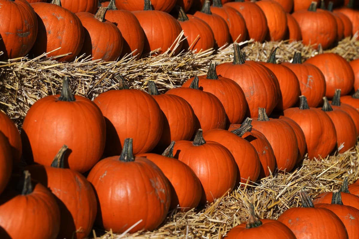 Paint Rpon Wandering giant puppets, pumpkin hunt, magicians, hot chocolate and ...