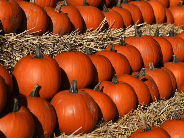 A pumpkin trail will be among the highlights of the Halloween events in Ripon